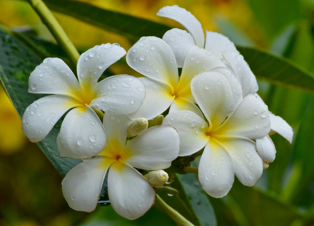 Frangipanis bloom. kristinaevelyn.com