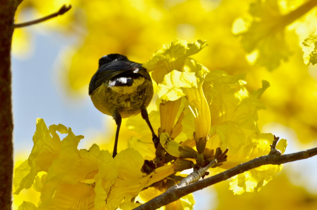 Bird in Barbados. kristinaevelyn.com